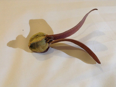 Dipterocarpus