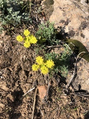 Lomatium papilioniferum