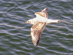 Chroicocephalus ridibundus