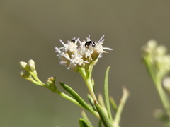 Brachiacantha groendali