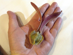 Dipterocarpus