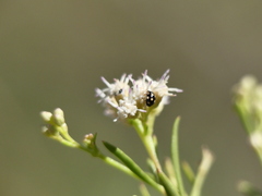 Brachiacantha groendali