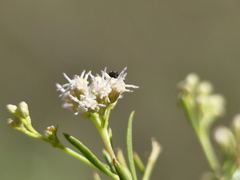Brachiacantha groendali