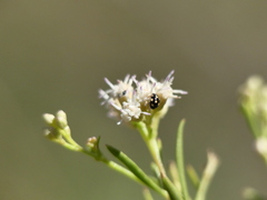 Brachiacantha groendali