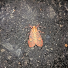 Ammatho cuneonotatus