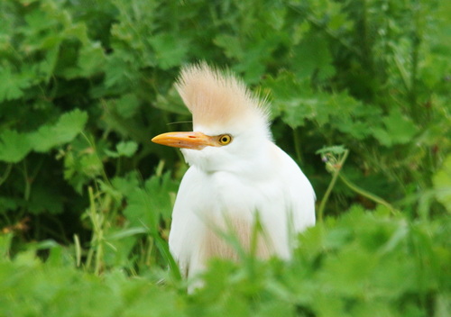 Garcilla bueyera (Bubulcus ibis)