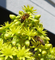 Apis mellifera