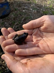 Lithobates clamitans