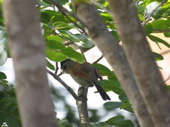 Thamnophilus torquatus