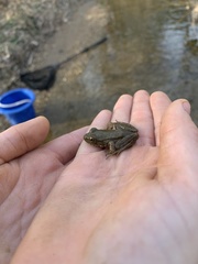 Lithobates clamitans