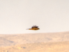 Milvus migrans aegyptius