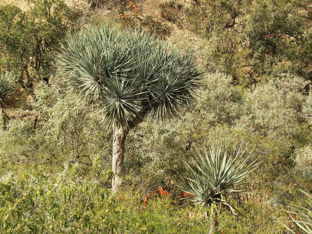 Gabal Elba dragon tree