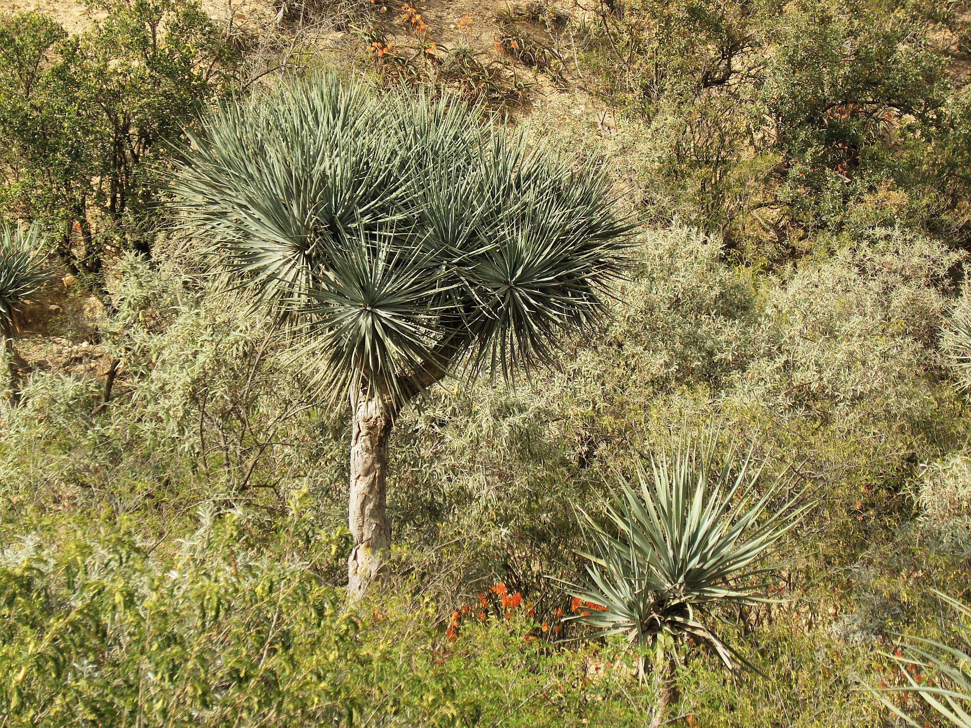 zimmerpflanze glücksfeder Glücksfeder (Zamioculcas zamiifolia) kaufen