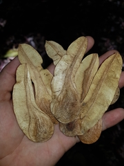 Myroxylon balsamum