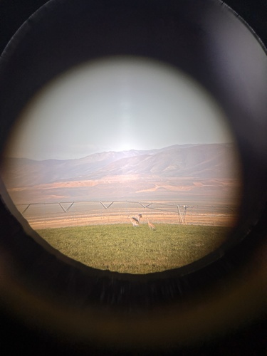 Sandhill Crane