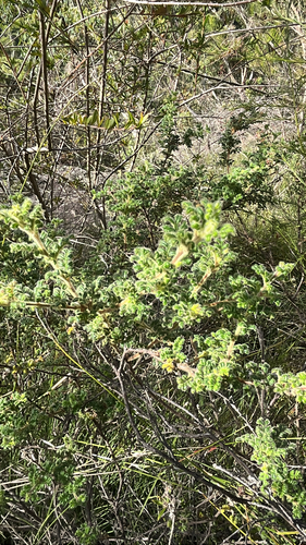 Dodonaea pinnata (Dodonaea pinnata)