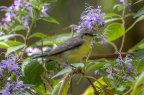 Nile Valley Sunbird