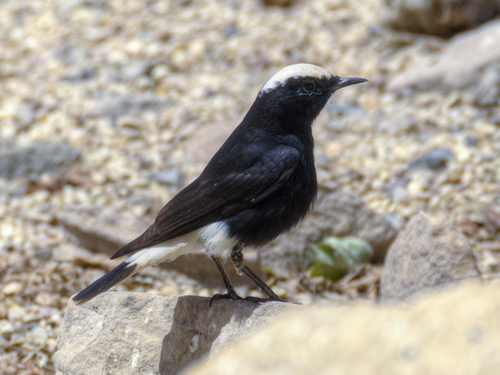 Collalba yebélica (Oenanthe leucopyga)