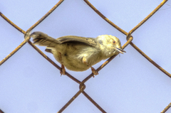 Prinia gracilis