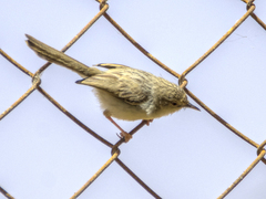 Prinia gracilis