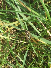 Syrphidae