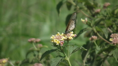 Acraea neobule neobule
