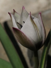 Tulipa humilis