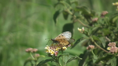 Acraea neobule neobule