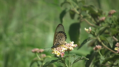 Acraea neobule neobule
