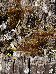 Ceratodon