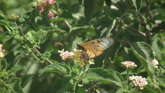 Acraea neobule neobule