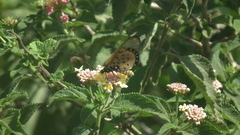 Acraea neobule neobule