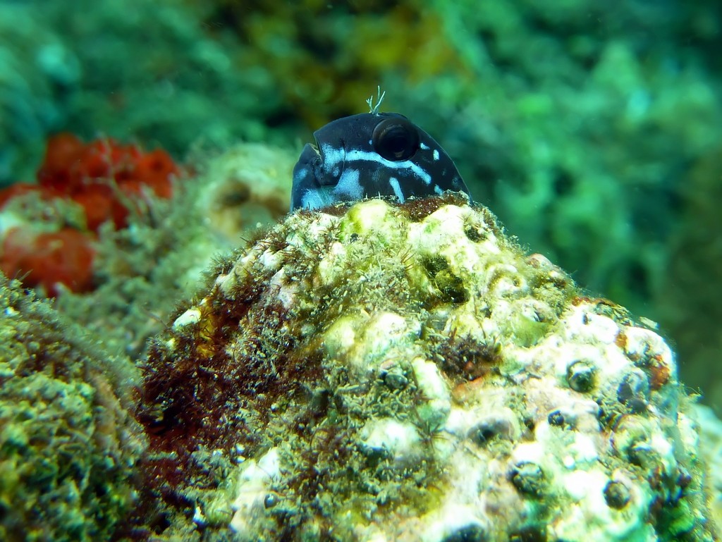 Black Comb-tooth