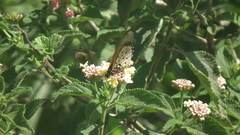 Acraea neobule neobule