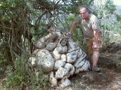 Pyrenacantha malvifolia