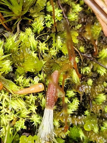 Conostomum pentastichum observed 2026-04-18