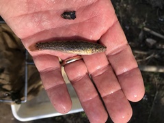 Etheostoma nigripinne