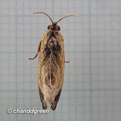 Cryptophlebia repletana
