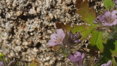 Phacelia cryptantha