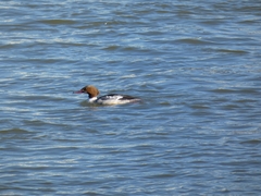Mergus merganser