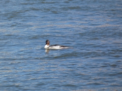 Mergus merganser
