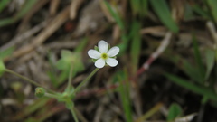 Androsace umbellata