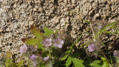 Phacelia cryptantha