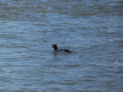 Mergus merganser