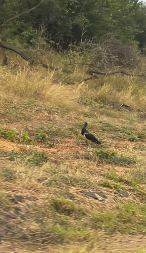 iNaturalist image