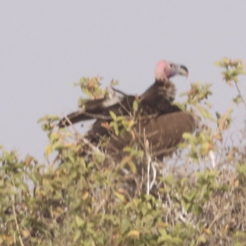 Lappet-faced Vulture