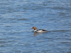 Mergus merganser