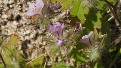 Phacelia cryptantha