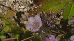 Phacelia cryptantha