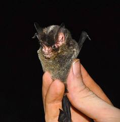 Gardnerycteris crenulatum